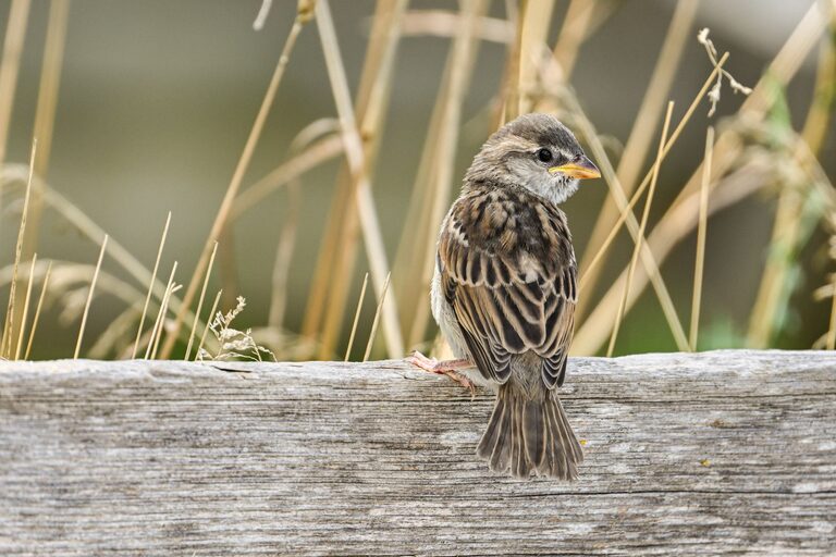 Beginner Tips for Backyard Birdwatching